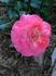 Country Life rose photo