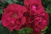 Waikato rose photo