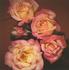 Dreamy rose photo