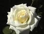 Temptress rose photo