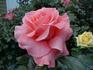 RENhuron rose photo