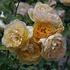 Adeline rose photo