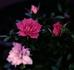 Vaire rose photo