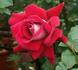 PEApost rose photo
