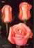 Bo rose photo