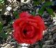 Hot Shot rose photo