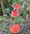 Razzmatazz rose photo
