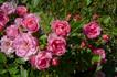 Teeny-Weeny rose photo