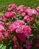 Teeny-Weeny rose photo
