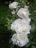 White Meillandina rose photo