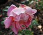 Ena Gladstone rose photo