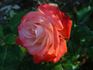 Equinox ™ rose photo