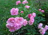 Mörsjaroos rose photo
