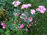 Mörsjaroos rose photo
