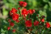 Fireglow rose photo