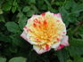 Earthquake, Cl. rose photo