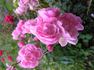 Mörsjaroos rose photo