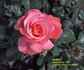 Hafnia Castle rose photo