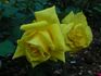 Lanvin rose photo
