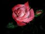 Equinox ™ rose photo