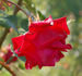 Solo rose photo