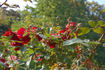Solo rose photo