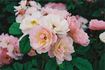 Trianon rose photo