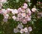Twins rose photo