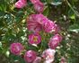 Verdi rose photo