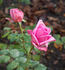 Burgemeester Berger rose photo