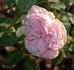 Bona Weillschott rose photo