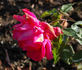 Red Better Times rose photo