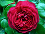 Red Blush rose photo