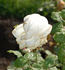 Flush o'Dawn rose photo