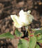 Mama de Meyer rose photo