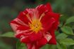 Cupid's Mark rose photo