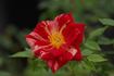 Cupid's Mark rose photo
