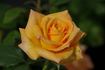 Golden Oldie rose photo