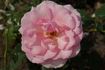 Westminster Pink rose photo