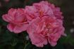 Mein Schöner Garten ® rose photo