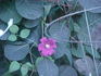 Barbara Harrington clematis photo