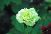 Super Green® rose photo