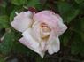 Fushimi rose photo