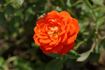 Top Marks rose photo