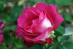 Silk Hat ™ rose photo
