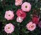 Pink Miniland rose photo