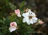 Sweet Sue rose photo