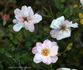Sweet Sue rose photo