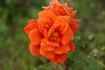 Bloomsday rose photo