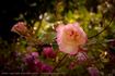 Lord Tarquin rose photo